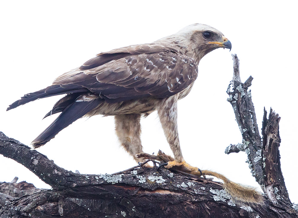 Wahlberg's Eagle